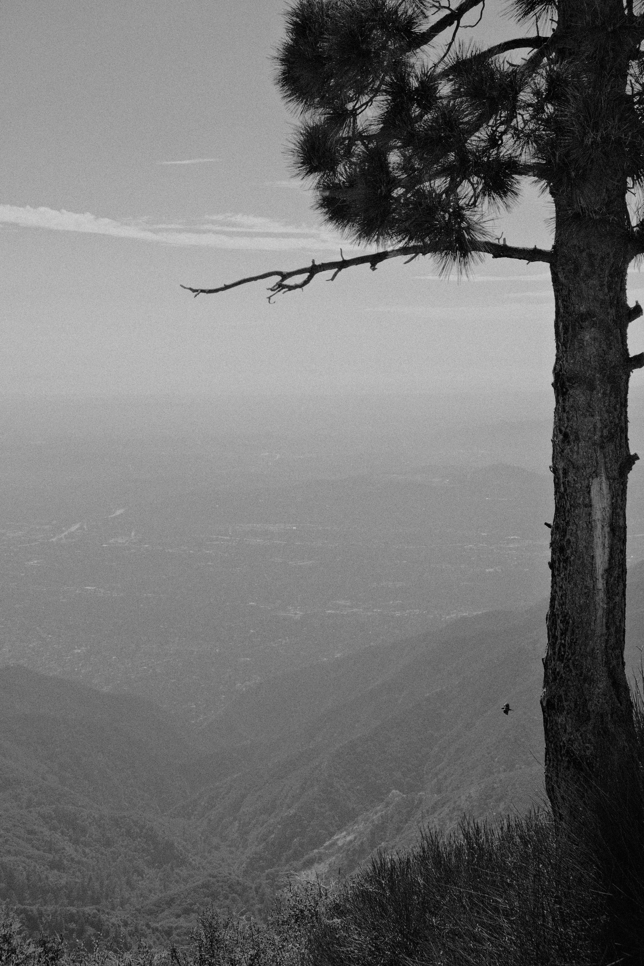 Tree and Bird on Mt Wilson