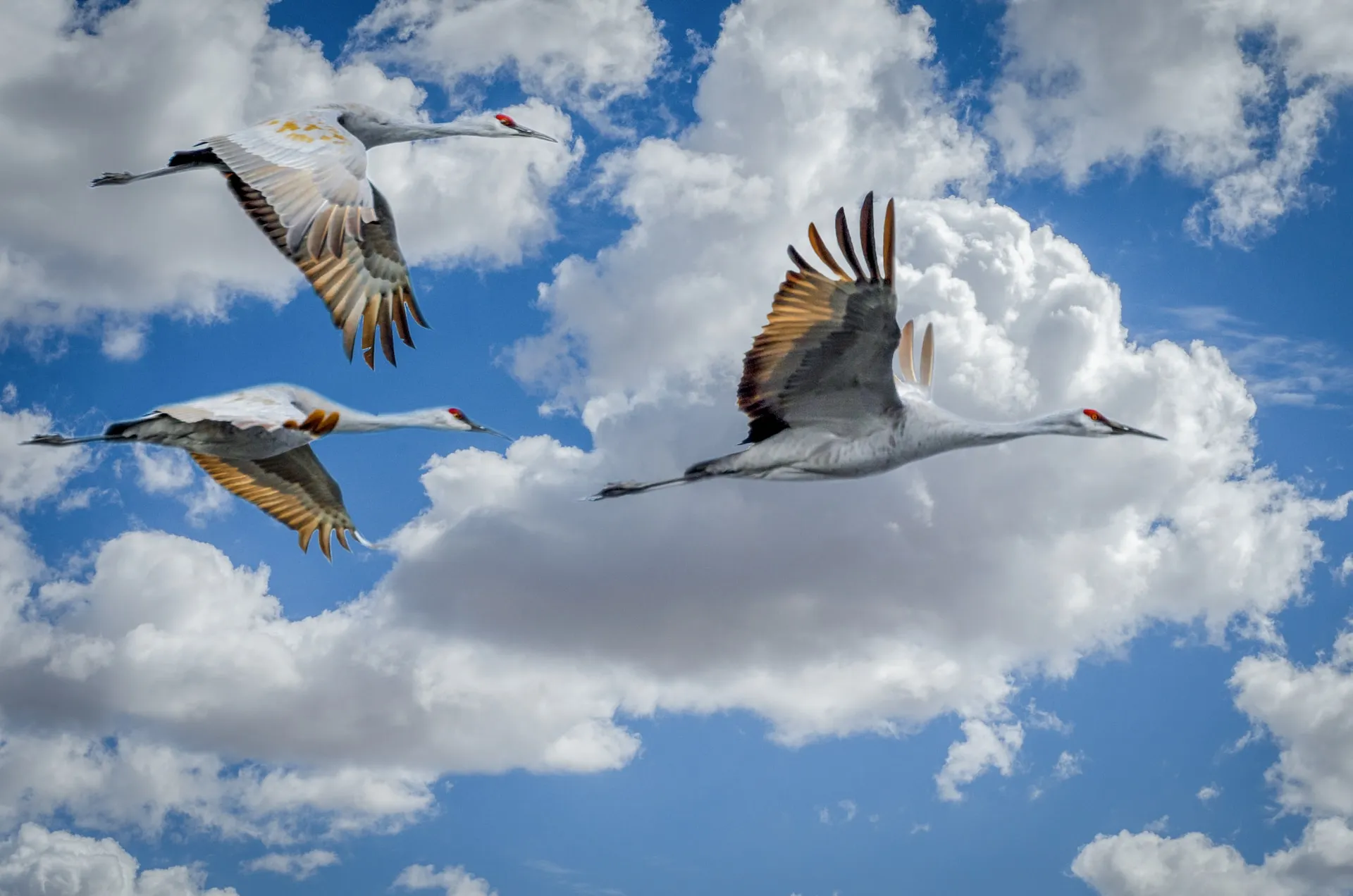 Flock of birds migrating